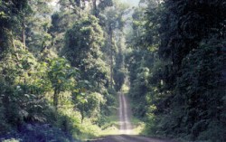 http://www.eglinpix.com/images/borneo/foresttracks.jpg